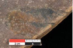 Foto (Detailsansicht) von Quercus palaeoilex Ettingshausen (NHMW-GEO-2024-0188-0776)